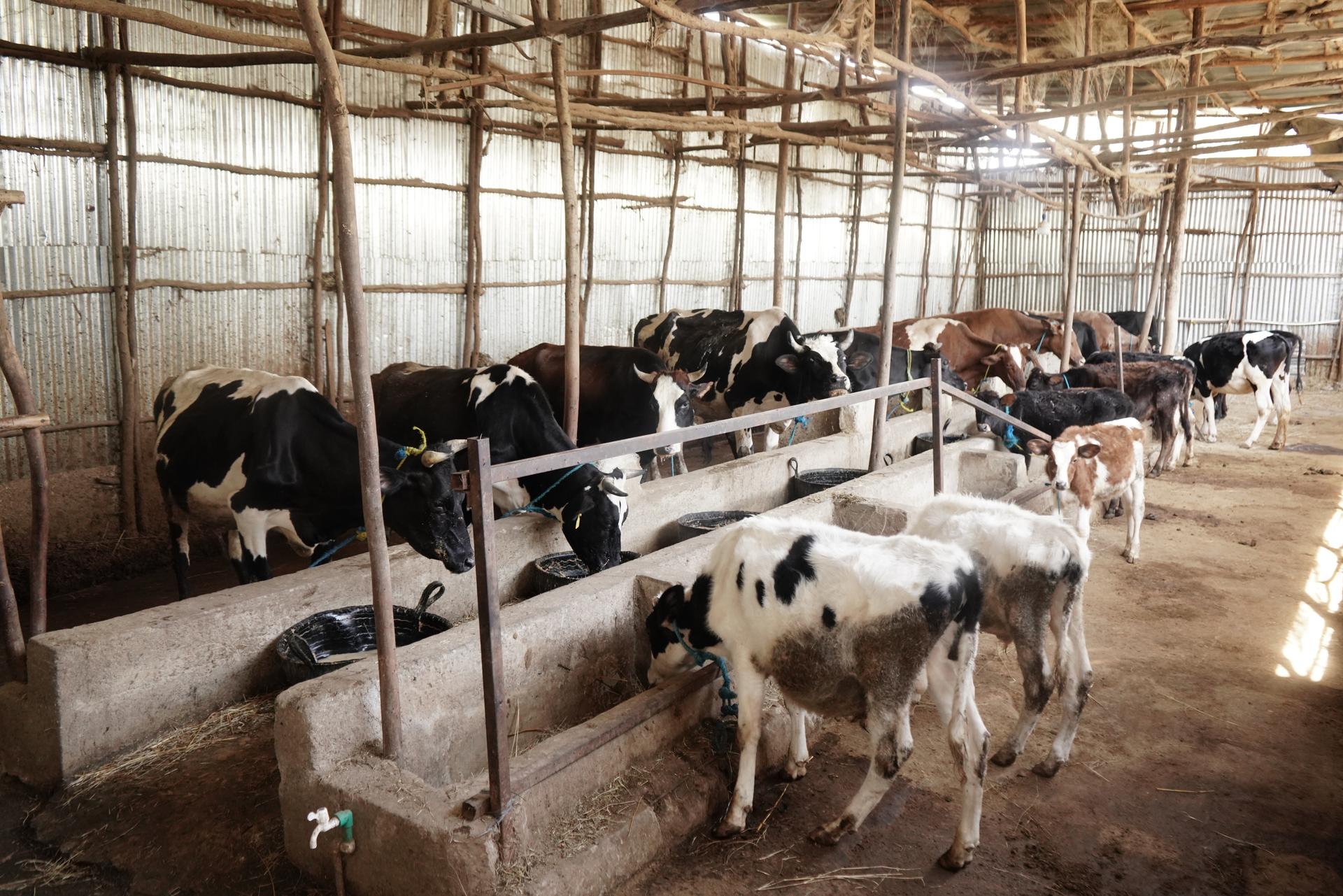 GoodMix dairy farm 1