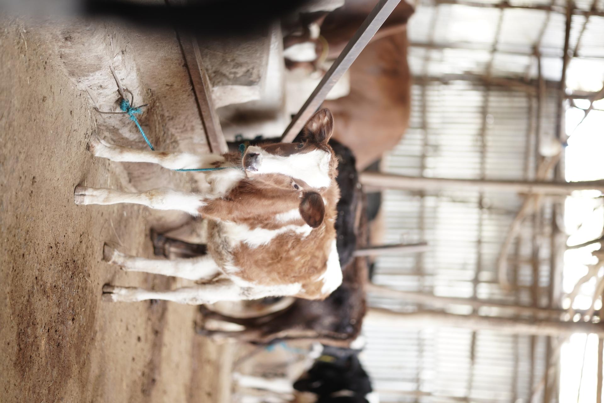 GoodMix dairy farm 3