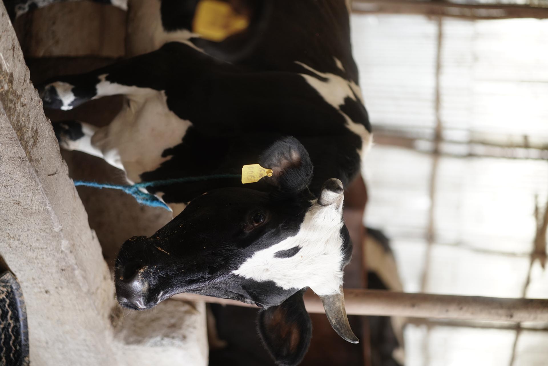 GoodMix dairy farm 4