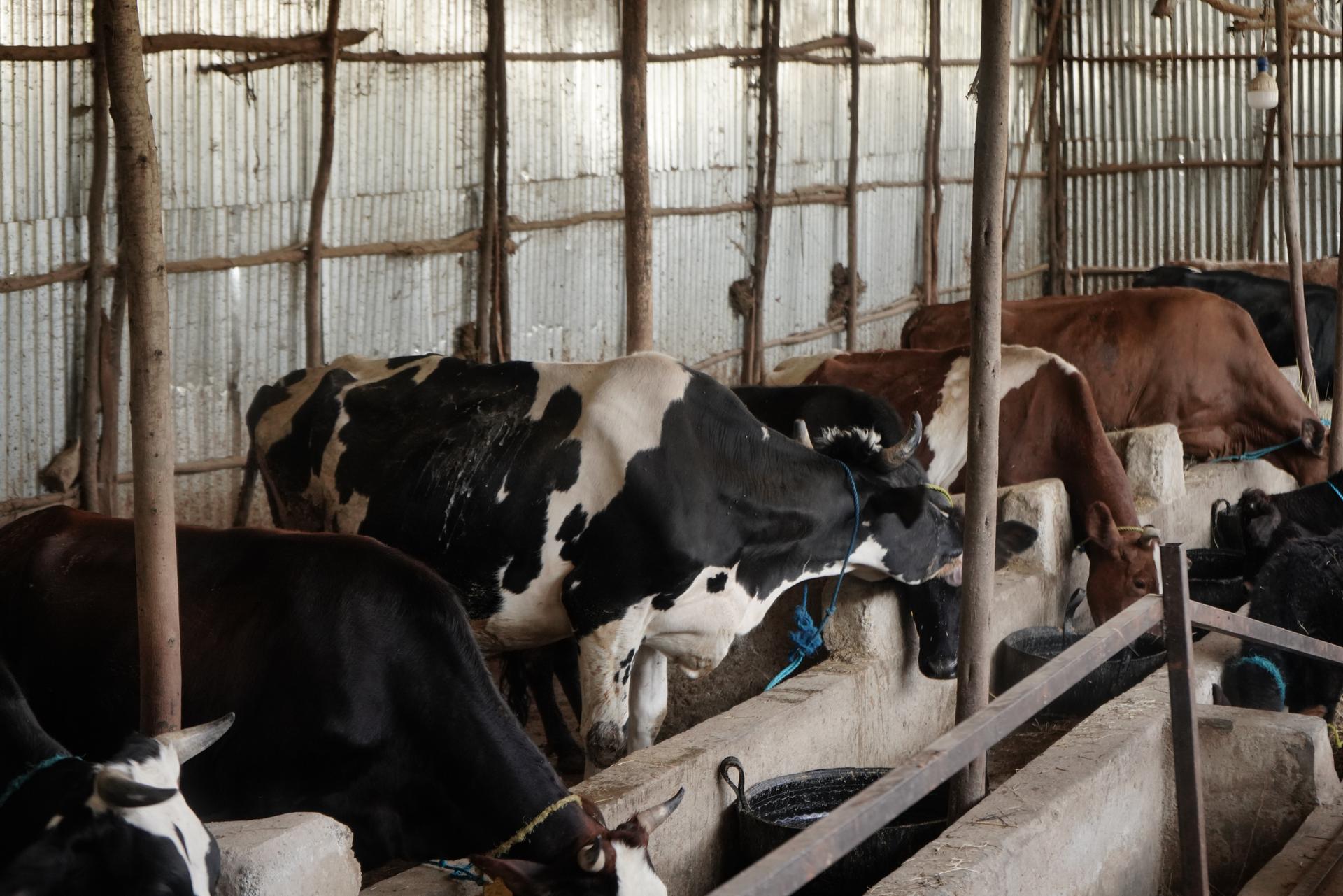 GoodMix dairy farm 5